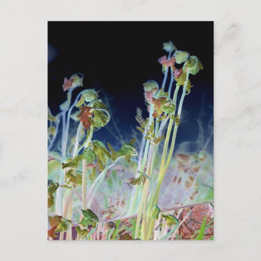 Digitaal gewijzigde Fiddlehead Ferns Briefkaart (Voorkant)