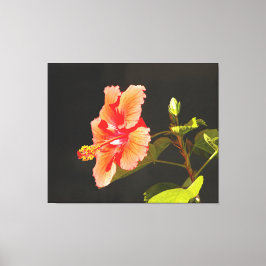Digitaal ingegraven Hibiscus, Brenda's Bloem Canvas Afdruk