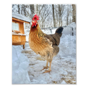 Dignified Chicken Foto Afdruk