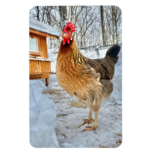 Dignified Chicken Magneet