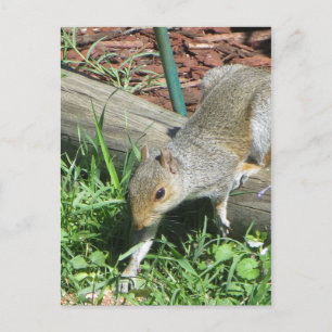 Dikeekhoorn Uitvouwen Briefkaart