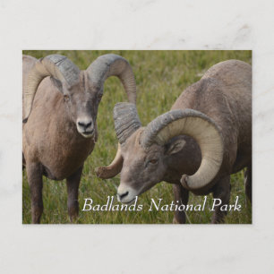 Dikhoornschaap in Badlands National Park Briefkaart