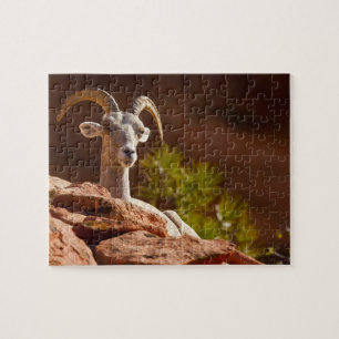 Dikhoornschaap (Ovis canadensis nelsoni). Legpuzzel