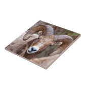 Dikhoornschaap Tegeltje (Zijkant)