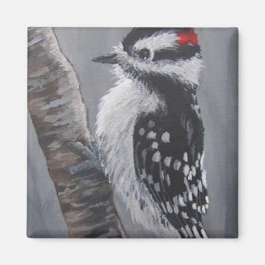 Dikke Downy Woodpecker - Magnet Magneet (Voorkant)