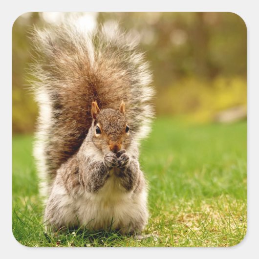 Dikke eekhoorn vierkante sticker (Voorkant)