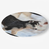 dikke hond papieren bordje (Gekanteld)