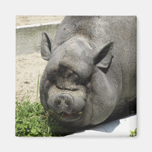 Dikke Piggy   Landbouwgrond Magneet