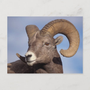 dikschaap, bergschaap, Ovis canadensis, Briefkaart