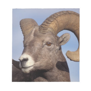 dikschaap, bergschaap, Ovis canadensis, Notitieblok