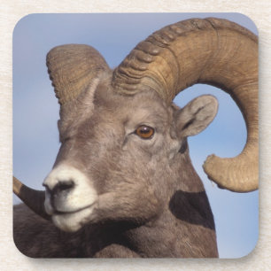 diksnuit schaap, bergschaap, Ovis canadensis, Bier Onderzetter