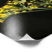 Dil (Anethum graveolens) Foto Afdruk (Hoek)