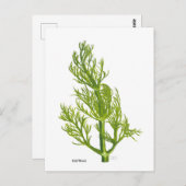 Dill Art Briefkaart (Voorkant / Achterkant)