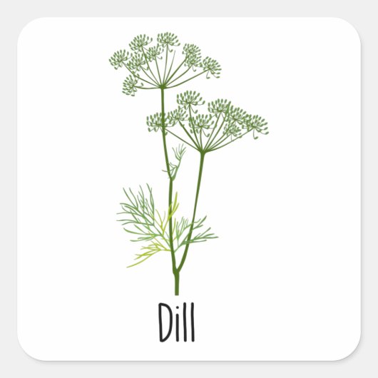 Dill Spices Herb Vierkante Sticker (Voorkant)