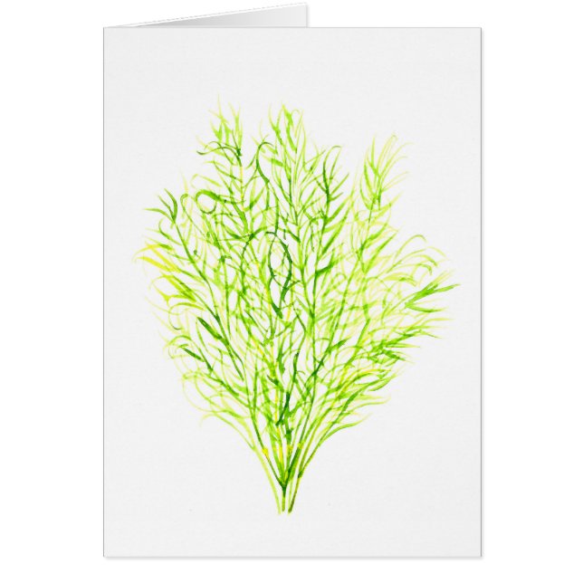 Dill waterverf (Voorkant)