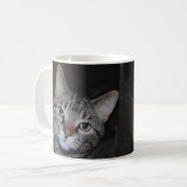 Dillan La Mug Du Chat (Devant gauche)