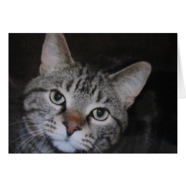 Dillan The Cat (Voorkant Horizontaal)