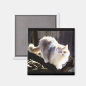 Dilute Calico Maine Aimant Chat (Recto/Verso)