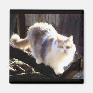 Dilute Calico Maine Coon Cat Magnet Magneet