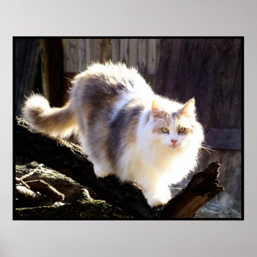 Dilute Calico Maine Coon Cat Poster (Voorkant)