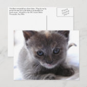 Dilute Tortoiseshel Kitten Briefkaart (Voorkant / Achterkant)