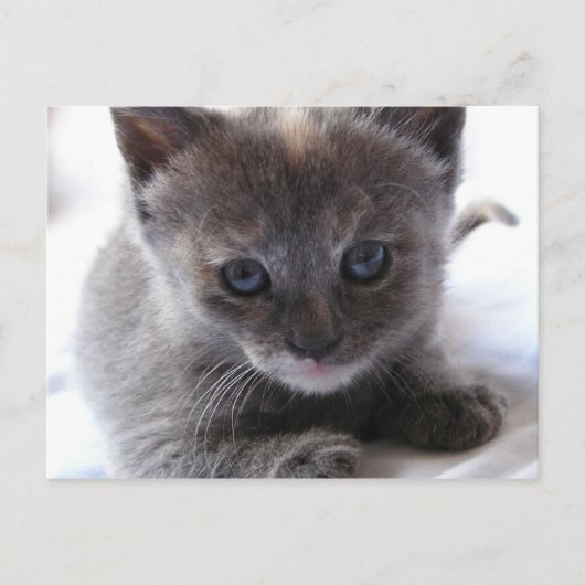 Dilute Tortoiseshel Kitten Briefkaart (Voorkant)