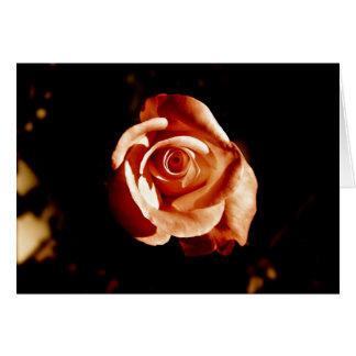 Dim Roze Rose