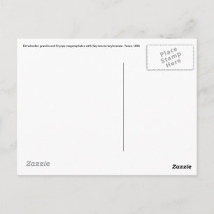 Dimetrodon Post Card Briefkaart