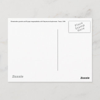 Dimetrodon Post Card Briefkaart