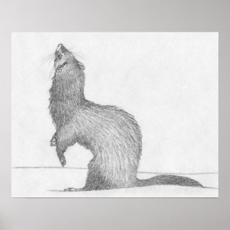"Dimitri" Ferret Drawing Poster