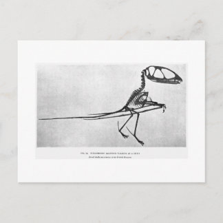 Dimorfodon macronyx art briefkaart