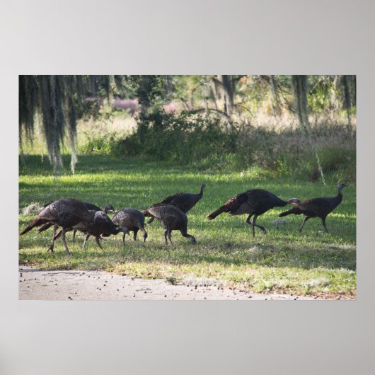 Dindes sauvages dans l'herbe Affiche photographiqu (Devant)