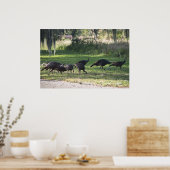 Dindes sauvages dans l'herbe Affiche photographiqu (Cuisine)