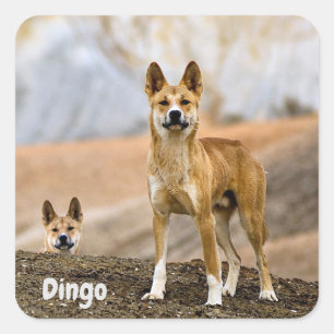 Dingo-achtergrond Vierkante Sticker