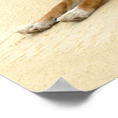 Dingo in het wild poster (Hoek)