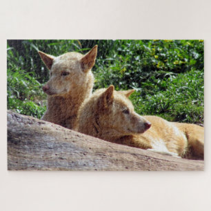 dingo legpuzzel