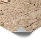 Dingo lopen poster (Hoek)