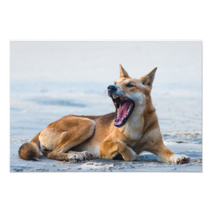 Dingo mond open breed, Fraser Island Australië Foto Afdruk