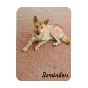 Dingo photomagnet magneet