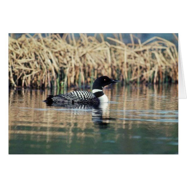 Dingue commun sur l'eau (Devant horizontal)