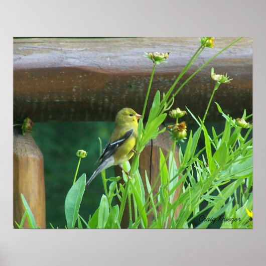 Dining Goldfinch Poster (Voorkant)