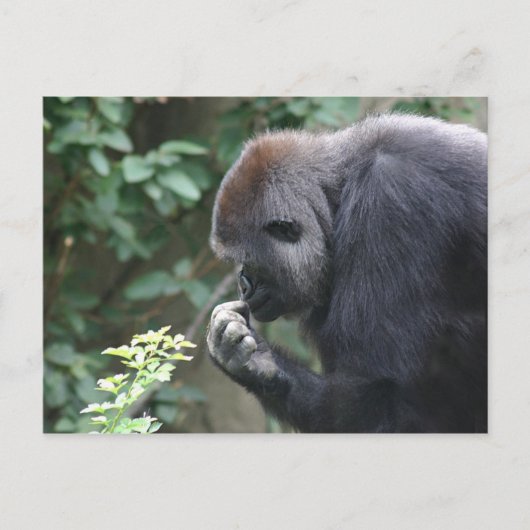 Dinking gorilla-briefkaart briefkaart (Voorkant)