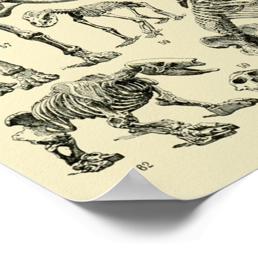 Dinosaur Bone Fossils Art Poster (Hoek)