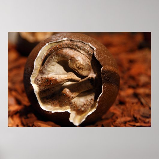 Dinosaur-ei met embryo poster (Voorkant)