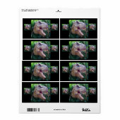 Dinosaur-labels voor kinderen etiket (Full Sheet)