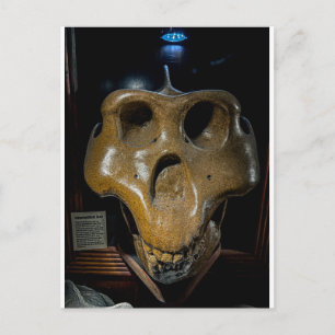 Dinosaurus Schedel Briefkaart