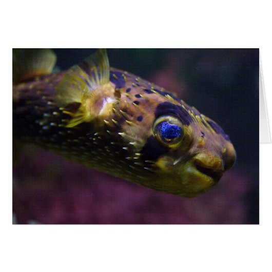 Diodon holocanthus (Devant horizontal)