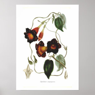 Dipladenia atropurpurea poster