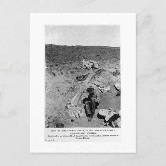 Diplodocus dinosaur briefkaart (Voorkant)