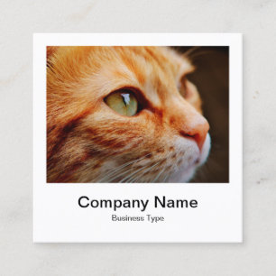 Directe fotostijl - Bedrijf - Ginger Cat Vierkante Visitekaartje